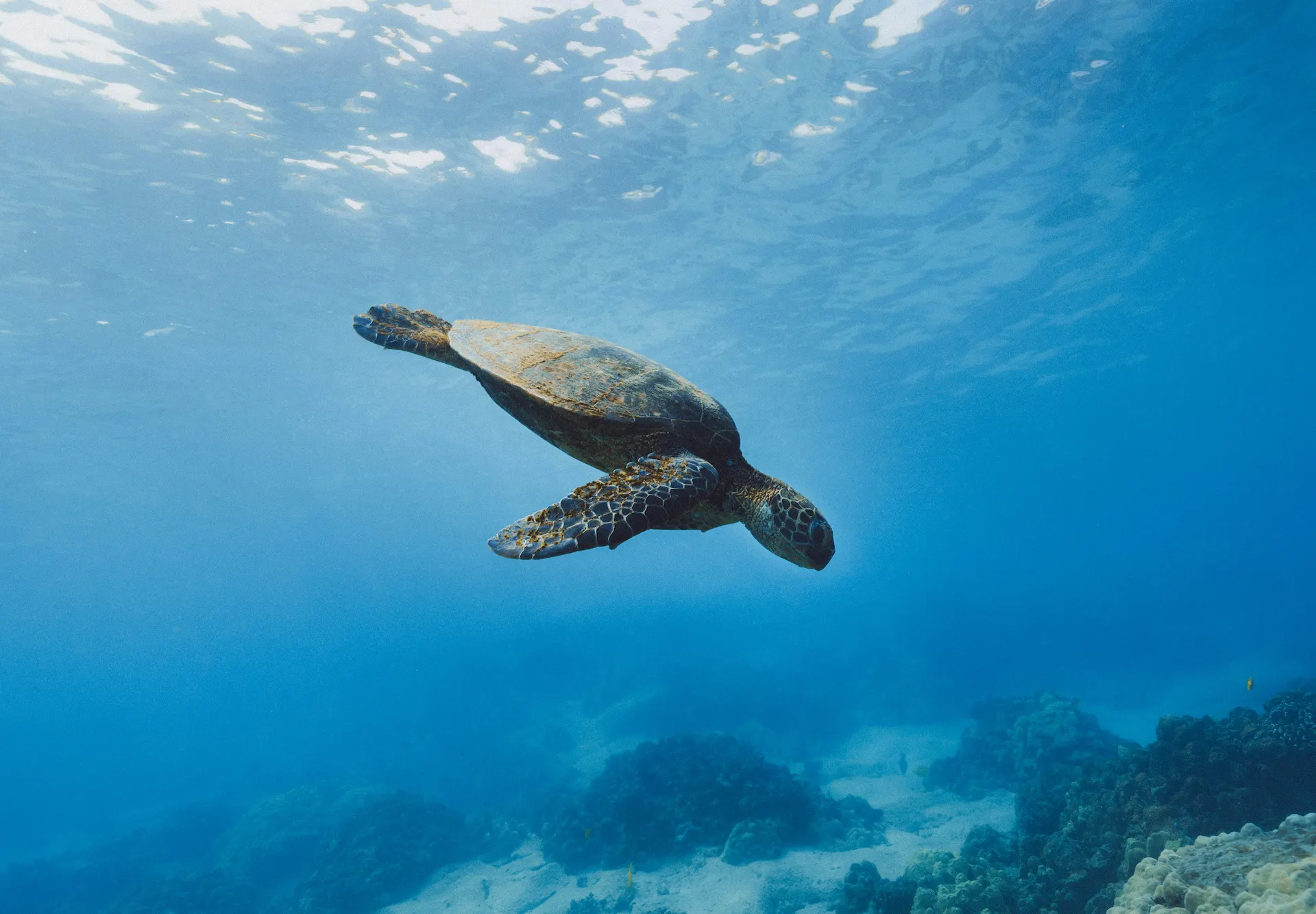 Sea turtle swimming gracefully in clear waters, showcasing the beauty of marine life near Conrad Tulum