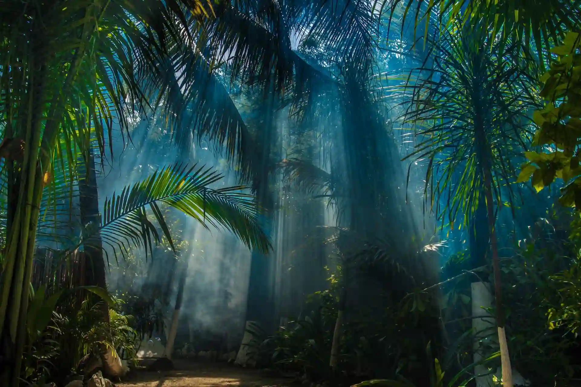 Tulum jungle landscape showcasing lush vegetation and tropical flora